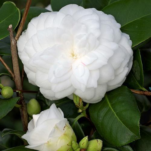 Witte Camellia - Camellia japonica 'Mathotiana Alba' Ter herinnering aan iemand die al in het vroege voorjaar opbloeide, niet hield van zo felle kleuren, maar vooral van wit.