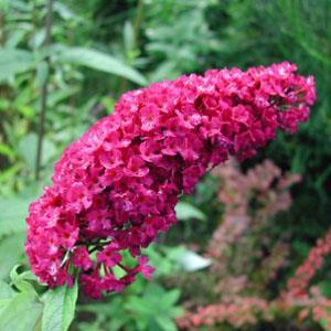 Rode Vlinderstruik- Buddleia davidii 'Royal Red Ter herinnering aan iemand die zich openstelde voor kwetsbare medemens en daardoor groeide en bloeide tijdens het leven.