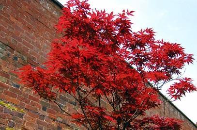 Japanse esdoorn - Acer palmatum 'Atropurpureum' Ter herinnering aan iemand die van de zomer hield, opviel in de massa door uiterlijk en innerlijk.