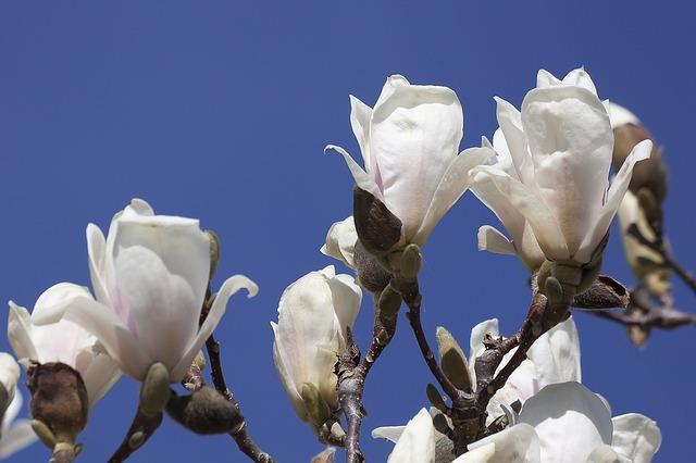 Beverboom (witte bloesem) - Magnolia loebneri 'Merril'.
