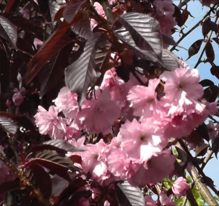 Rode Japanse Sierkers Prunus Royal Burgundy Ter herinnering aan iemand die overal welkom was, aangenaam gezelschap was, wat iedereen wel opmerkte.