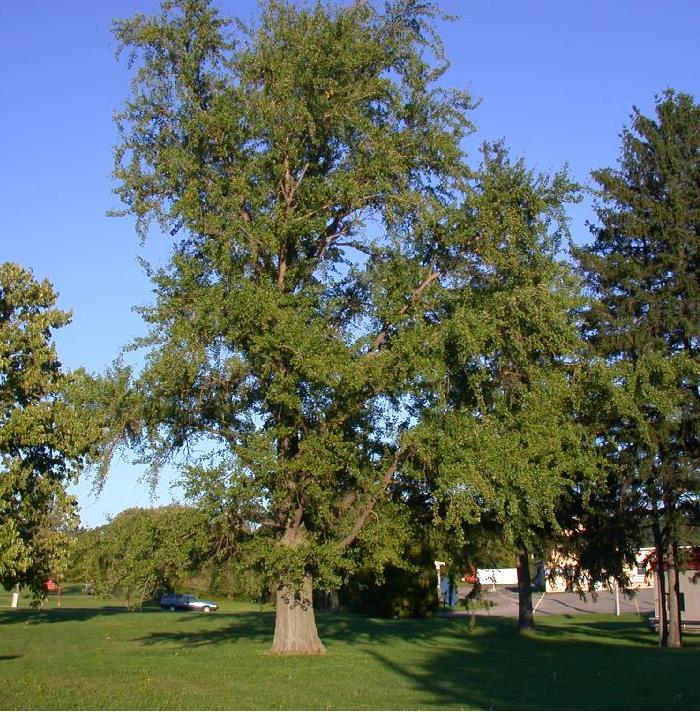 Japanse notenboom - Gingko biloba Ter herinnering aan iemand met associaties in het Verre of Nabije Oosten, die bezig was met geneeskunst, een oersterk persoon die op latere leeftijd tot bloei kwam