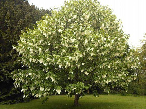 Vaantjesboom - Davidia involucrata Ter herinnering aan een laatbloeier, waar mensen troost bij vonden. De vaantjesboom of zakdoekenboom is een loofboom.