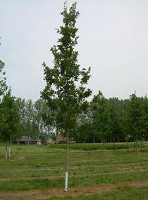 Jonge boom Zomereik - Quercus robur Ter herinnering aan iemand die een lang leven heeft gehad, woonachtig was of speciale banden had met het oosten en zuidoosten van het land.