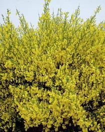 Gele brem - Cytisus praecox 'Allgold' Ter herinnering aan een huiselijk type, van geel hield als vrolijke kleur en de vroege zomer de fijnste tijd van het jaar vond.
