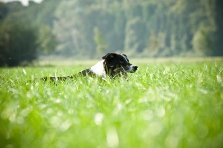 .. 4 Teambuilding met roofvogels... 5 Paarden mennen.