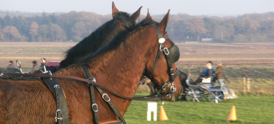 Paarden mennen Mennen voor managers, een onvergetelijk evenement!