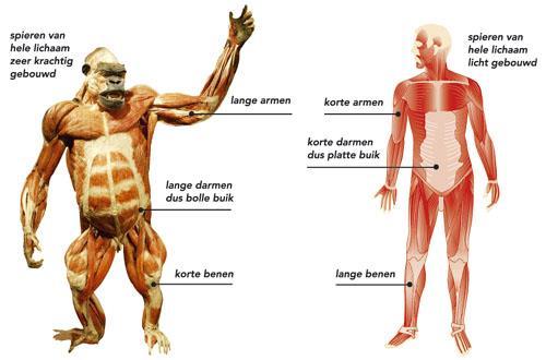 Een bolle buik De spieren van een gorilla zijn forser en sterker dan die van mensen. Vanwege de langere darmen hebben ze dus een bollere buik dan mensen.