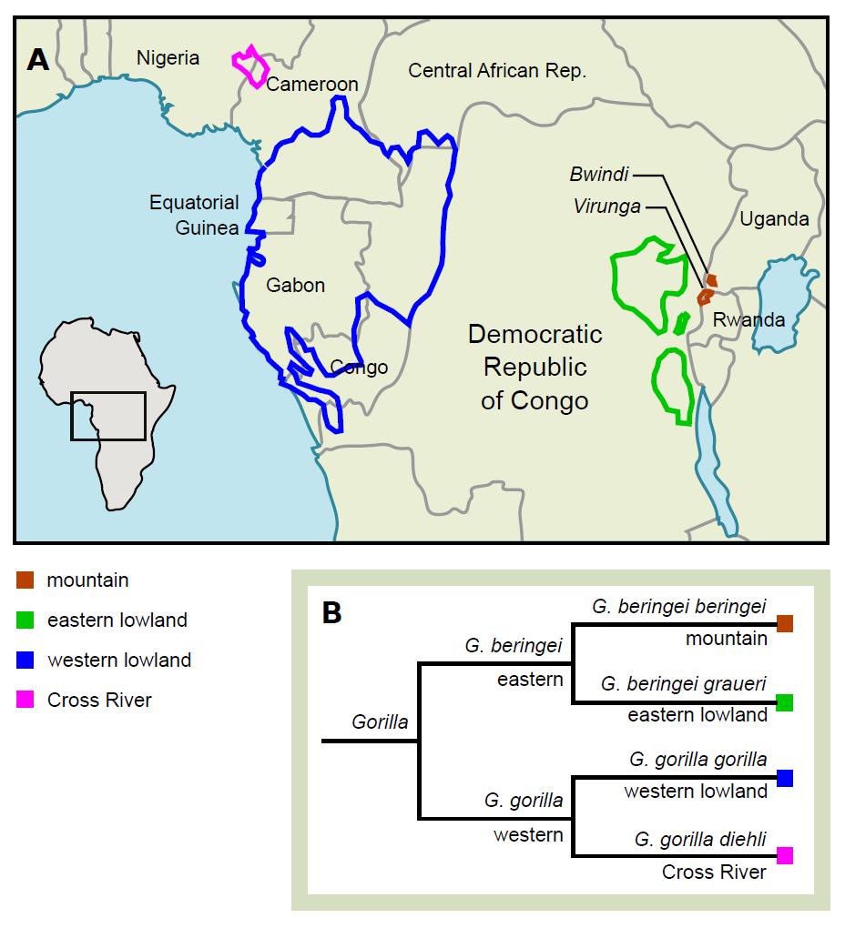 Leefgebied Gorilla s leven uitsluitend in de tropische regenwouden van Centraal Afrika. Hun leefgebied is verdeeld in twee delen.