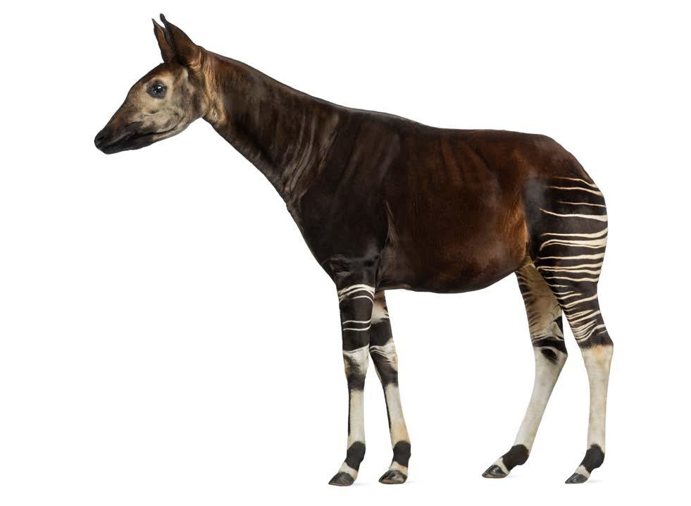 Dit is een okapi. Een okapi lijkt wel een beetje op een zebra, en een hert. Maar de okapi is familie van de giraf en wordt ook wel de bosgiraf genoemd!