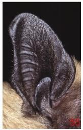 Eptesicus serotinus Laatvlieger (Es) De huid is geheel donkerkleurig, het aangezicht