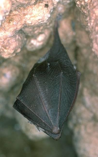 Rhinolophus hipposideros Kleine hoefijzerneus (Rh) Het verschil in grootte is