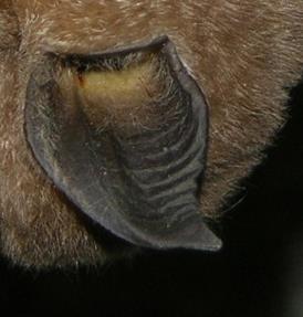 Rhinolophus ferrumequinum Grote hoefijzerneus (Rf) Het verschil in grootte is het hoofdkenmerk tussen