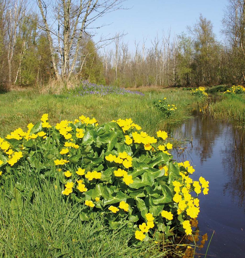 Staatsbosbeheer T 030 6926111 www.staatsbosbeheer.