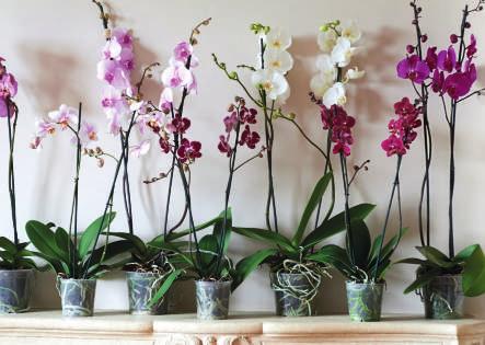 Spray voor orchideebladen.