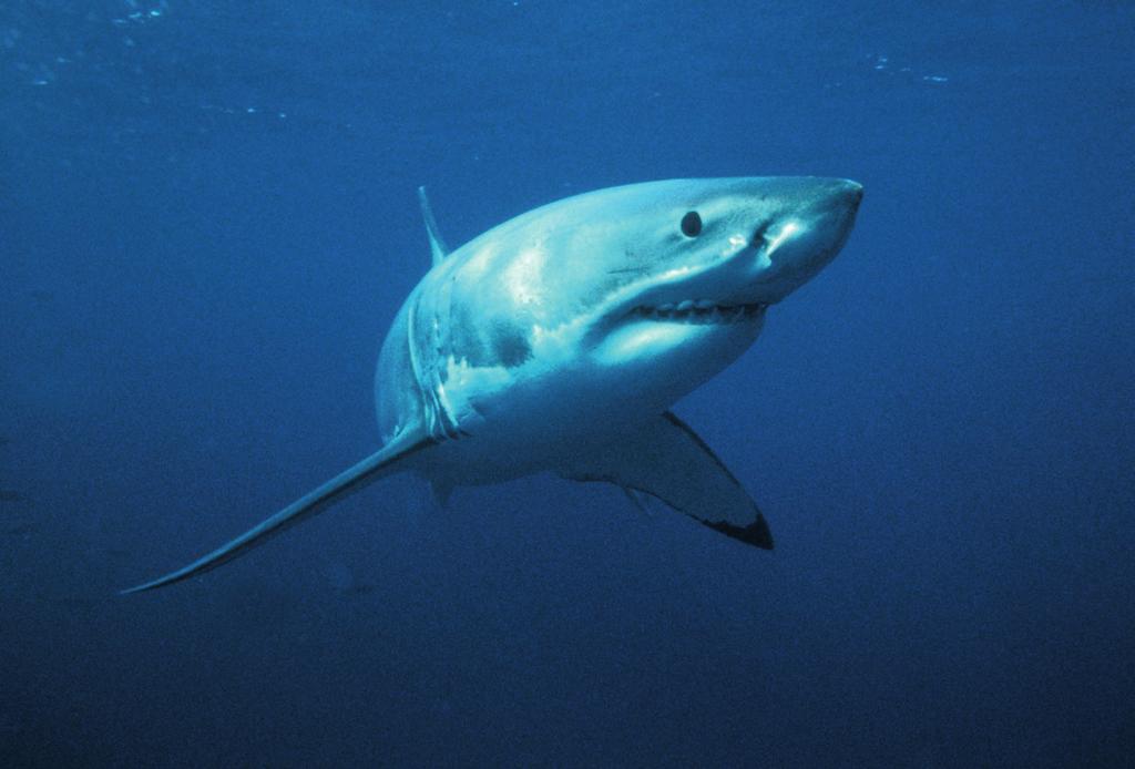 INFOBLAD HAAIEN De schrik van de zeeën, de moordenaar van het rif. De haai heeft niet zo n beste naam. Veel mensen denken dat haaien onze ergste vijanden zijn.