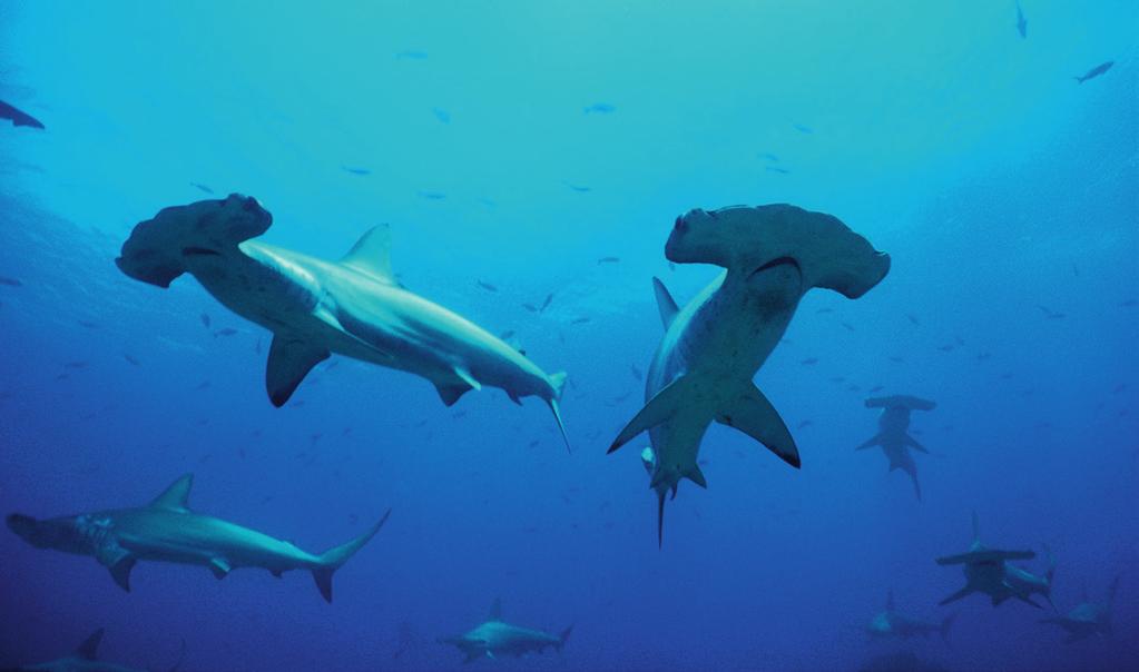 De haaien behoren tot een heel oude groep dieren. Toen de eerste dino s kwamen, bestonden de haaien al 200 miljoen jaar. Ze zijn perfect aangepast om te jagen in zee.