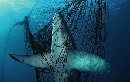 Vooral de witte haai is door deze sport sterk in aantal achteruitgegaan. Stoere binken willen duizenden euro s betalen om zijn indrukwekkende kaak aan hun muur te kunnen spijkeren.