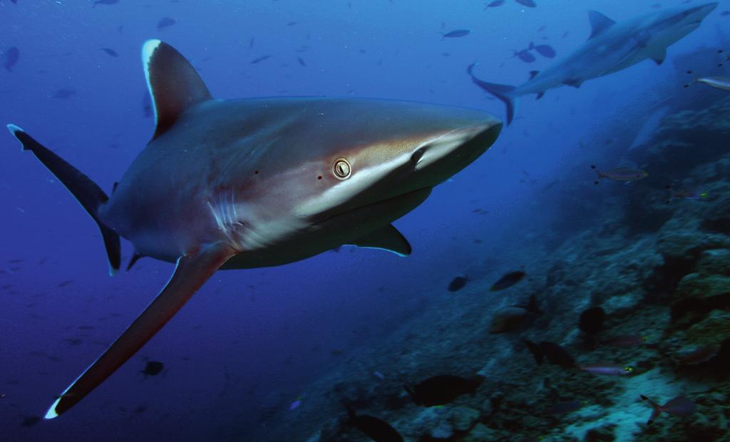 banden gelegd. Er staan sinds 1993 ook haaien op deze lijst. Het begon met de walvishaai en de reuzenhaai. In 2016 staan er al 12 soorten op de lijst. Deze haaien krijgen nu betere bescherming.