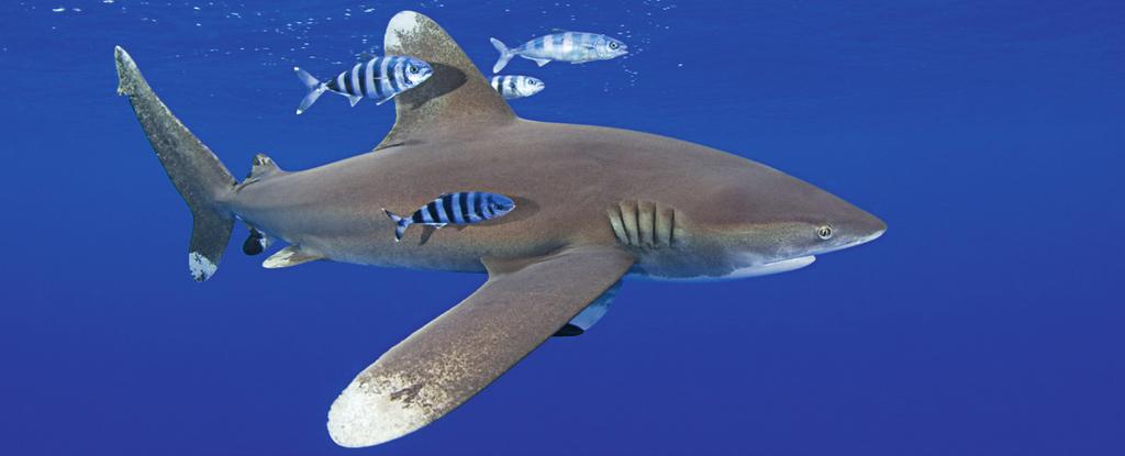 Roggen Roggen zijn de naaste familieleden van haaien. Er zijn ongeveer 450 soorten bekend. Bijna allemaal hebben ze een afgeplatte vorm met de bek en kieuwspleten aan de onderkant.