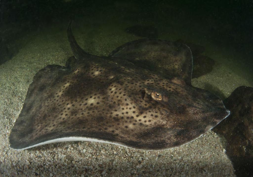 Blonde rog foto Peter Verhoog Met uitsterven bedreigd Wereldwijd wordt een kwart van alle haaien en roggen met uitsterven bedreigd (IUCN 2014).