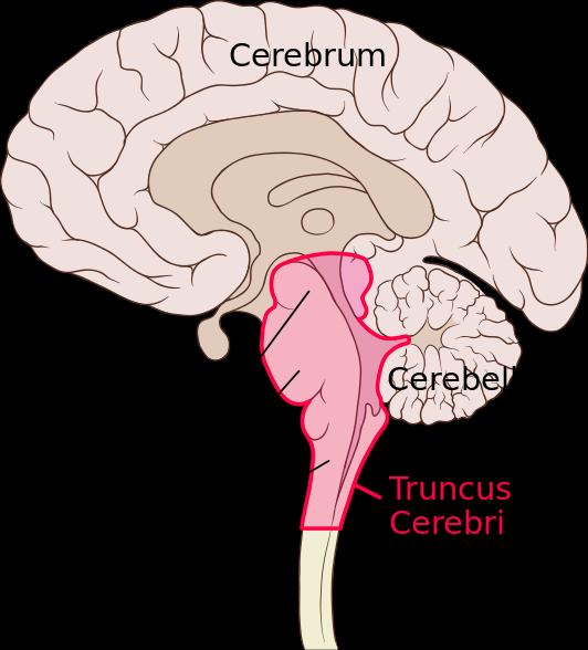 Centraal zenuwstelsel Grove indeling hersenen kennen Cerebellum (kleine