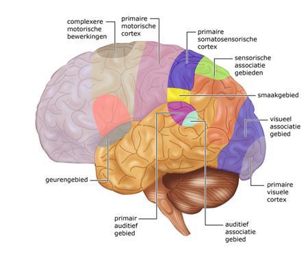 Cerebrale cortex Motorische cortex; controleert beweging Sensorische cortex; verwerkt inkomende prikkels (via de zintuigen;