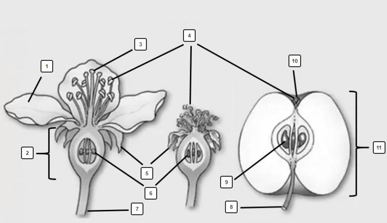 5. Bloemdelen na de bevruchting 5.1. Van vruchtbeginsel tot vrucht 1.... 7.... 2.... 8.... 3.... 9.... 4.... 10.... 5.... 11.... 6.