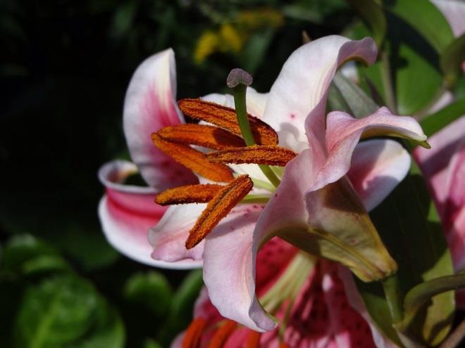 1. Bouw van de volkomen bloem Hoeveel verschillende