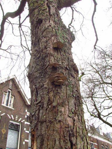 De boom is nu niet breukgevaarlijk, maar zal dat in de komende tijd