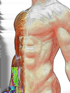 Spieren Kennisbank Het spierstelsel zorgt samen met het beenderenstelsel (geraamte) ervoor dat je kunt bewegen.