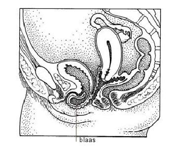 Binnenkort wordt u opgenomen op de afdeling gynaecologie voor een verzakkingsoperatie. Meerdere organen kunnen verzakt zijn: de blaas, baarmoeder, de endeldarm, of de dunne darm.