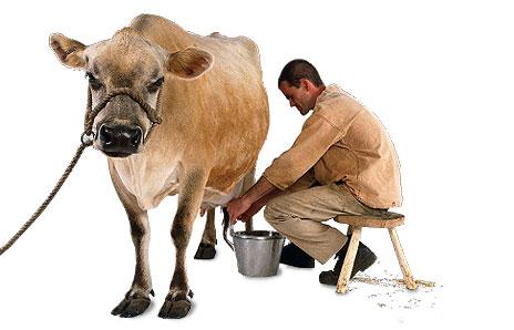 Grammatica s Voorbeeld de boer melkt een koe is een zin in de taal.