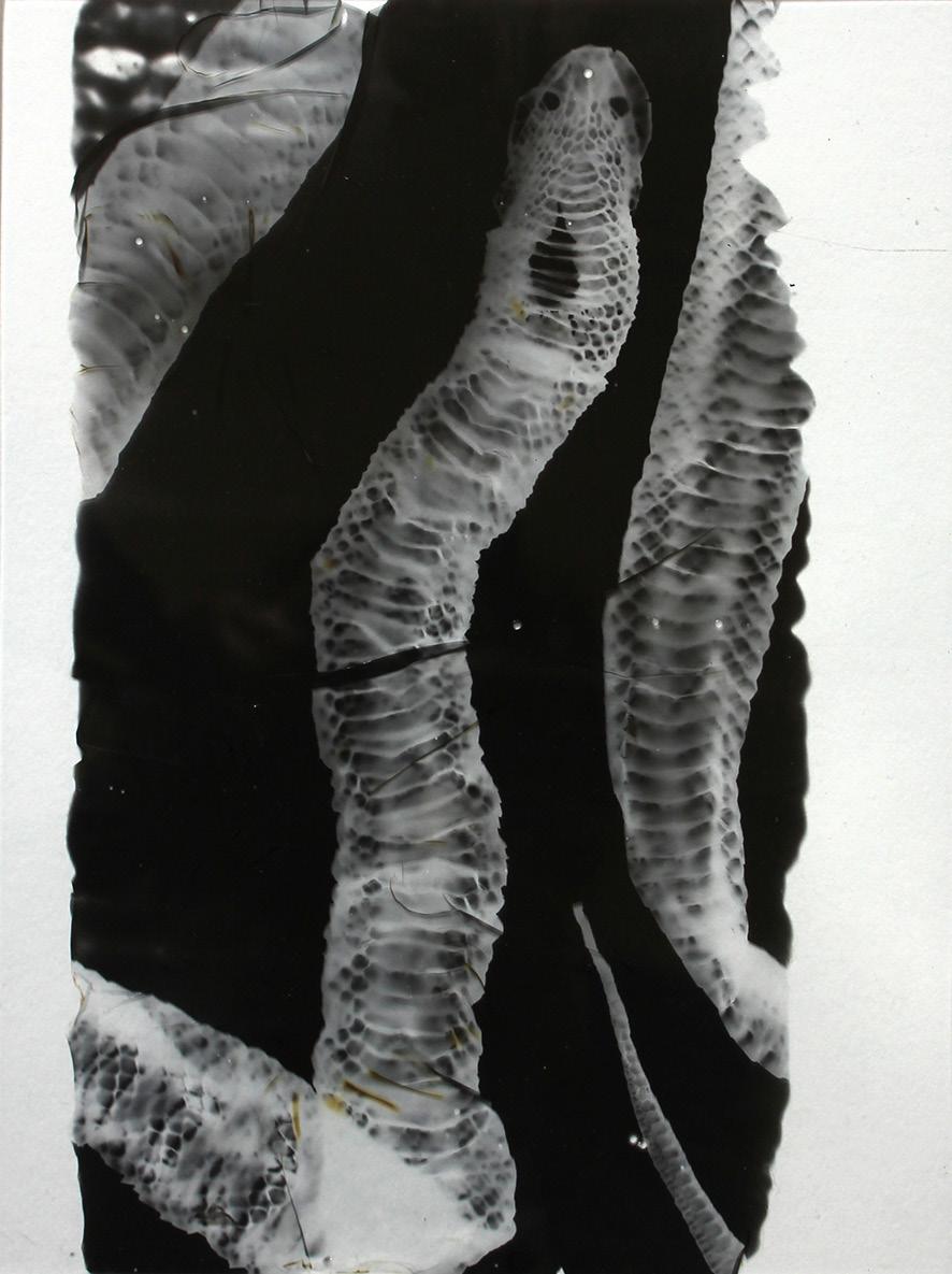 Saleil, 2016, Photogram glas, zwart medium, 25 x 18