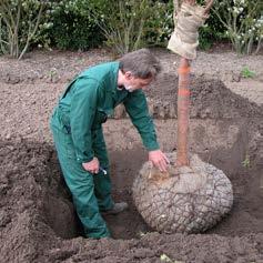 Plantinstructies Planten van bomen met kokoskluit.