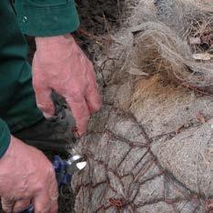 Plaats de boom met kokoskluit in het plantgat.