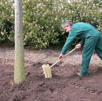 Daarom moeten ze het eerste jaar na aanplant in het voorjaar en de zomer worden geholpen met extra watergiften. Exacte hoeveelheden en frequenties voor het geven van water zijn niet te geven.