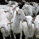 onderzoek Beschrijving geitensector in Nederland Opzet steekproef