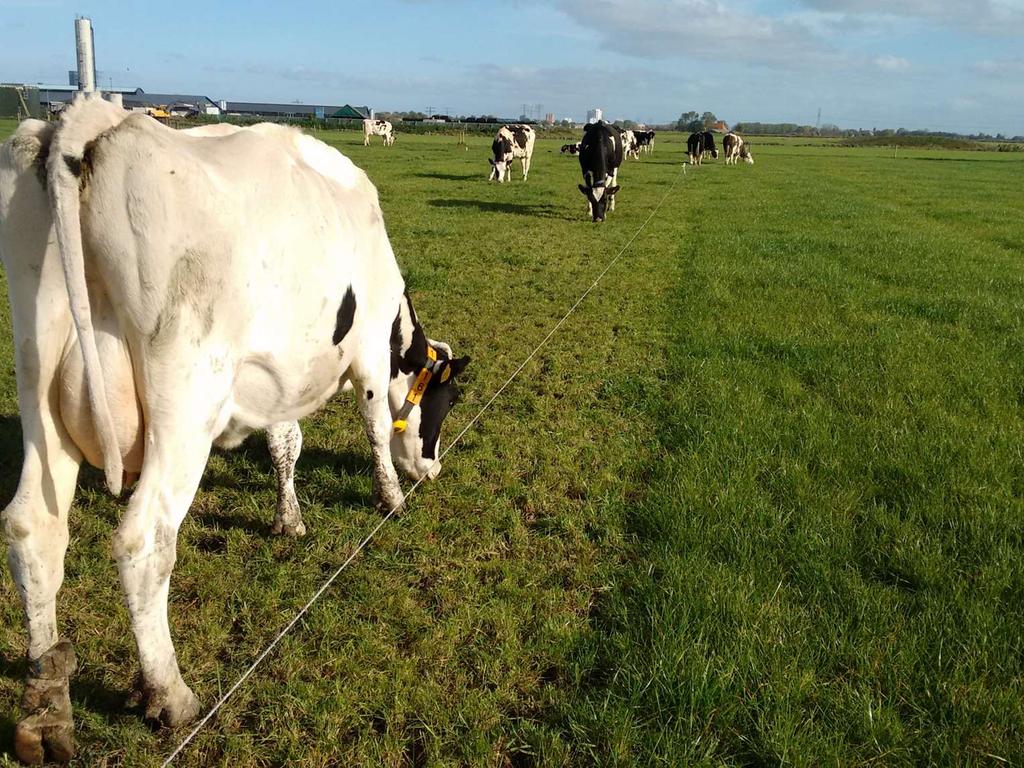 Bouwsteen bijvoeding Optimaal bijvoeden in dienst van hoge benutting weidegras De bijvoeding van de hoeveelheid en soort ruwvoer en krachtvoer op stal