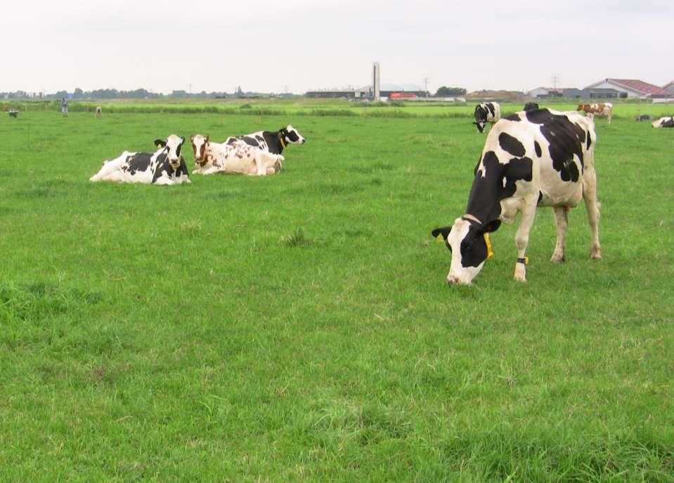 Bouwsteen koegedrag Gebruiken van het koegedrag voor een hoge benutting van weidegras Weiden is een vorm van natuurlijk gedrag waarmee koeien vers weidegras opnemen.