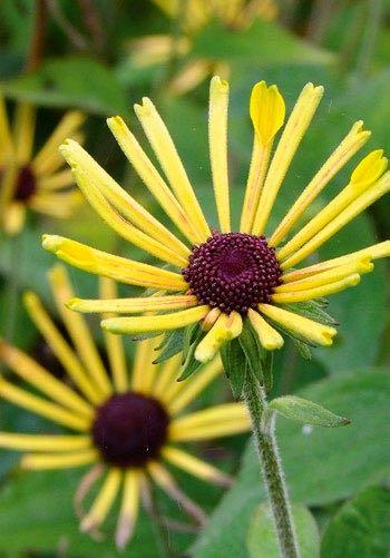 De grijspaarse tint gaat prima samen met alle andere bloemkleuren, bijvoorbeeld het oranje van Helenium.