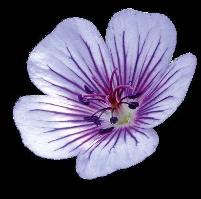 Geranium Havana Blues Een nieuwe aanwinst in het Geranium-sortiment met grote, fijn getekende bloemen.