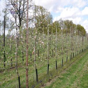 De onderstaande figuren (in 2012) laten zien dat bij biofumigatie (7a) de bomen klein zijn gebleven, maar relatief rijk bloeien, bij de voorbehandeling tagetes&bgo (7b) is er redelijke goede groei en