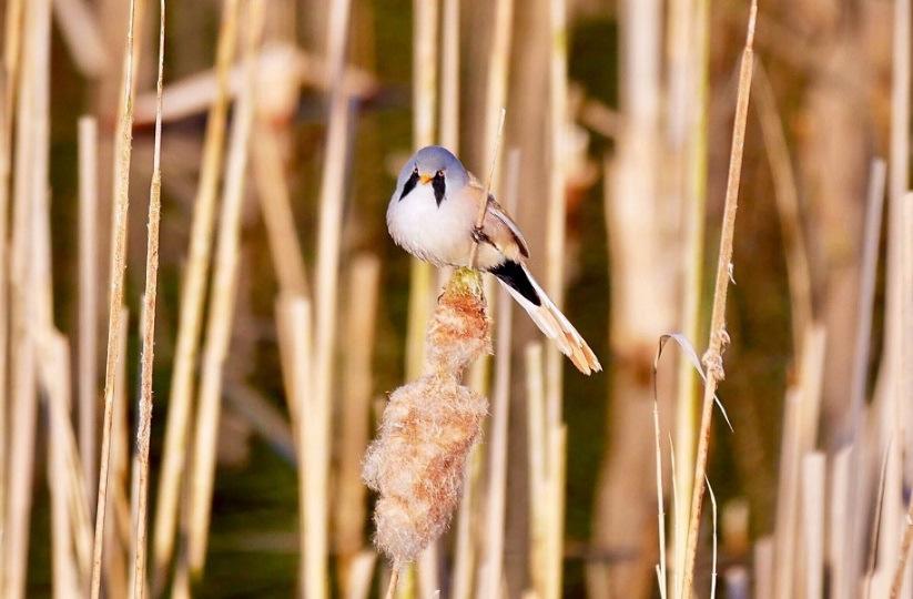 Baardmannetje Klussen in Otterskooi De familie Klaver heeft afgelopen maand voor de derde keer veel arbeid verricht in de Otterskooi.