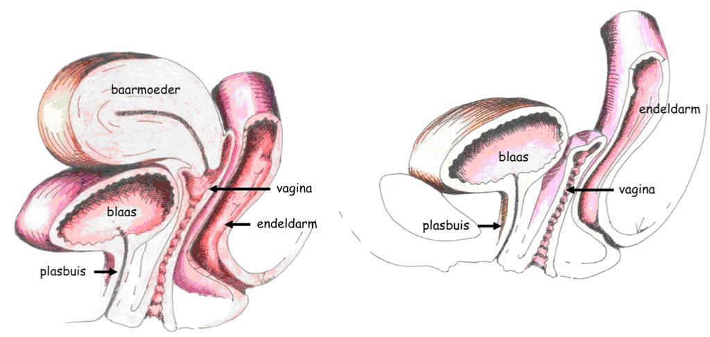 Bekkenorganen nadat de