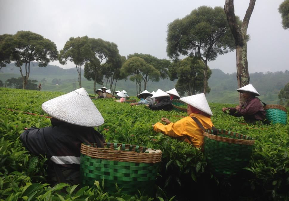 In Cibuni wordt enkel zwarte thee gecultiveerd; deze is gefermenteerd (in tegenstelling tot groene thee).