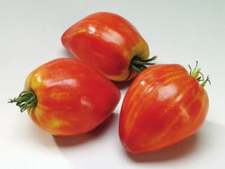 langwerpige tomaat Drogere smaak