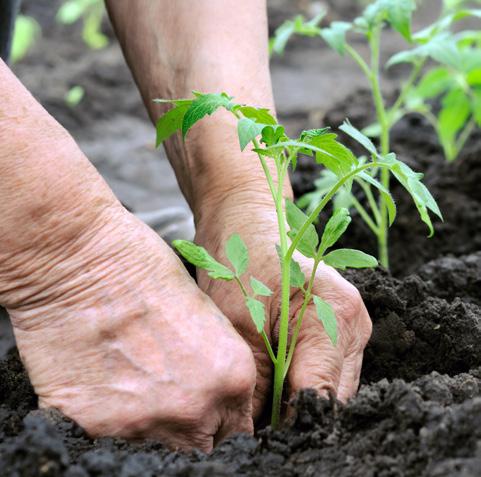 Uitplanten Bereid de bodem goed voor op het uitplanten. Een goed doorlaatbare bodem met een luchtige structuur is essentieel.