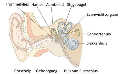 Tekening van het oor U heeft met uw arts afgesproken dat u een behandeling krijgt voor uw duizeligheidklachten.