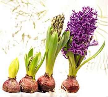 Lesbrief bloembollen Achtergrondinformatie voor de leerkracht Natuur- en Milieueducatie Heemskerk & Beverwijk U ontvangt een pakket dat bestaat uit: 150 bloembollen (tulpen, hyacinten, krokussen,